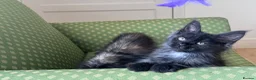 Maine Coon cats for sale: Maine Coon active kittens - Advert 13