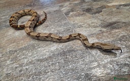 Boa Snake reptiles for sale: Female cb23 small boa poss central american/dwarf  - Image 7