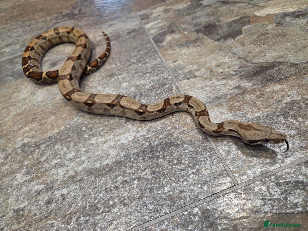 Boa Snake reptiles for sale: Female cb23 small boa poss central american/dwarf  - Image 7