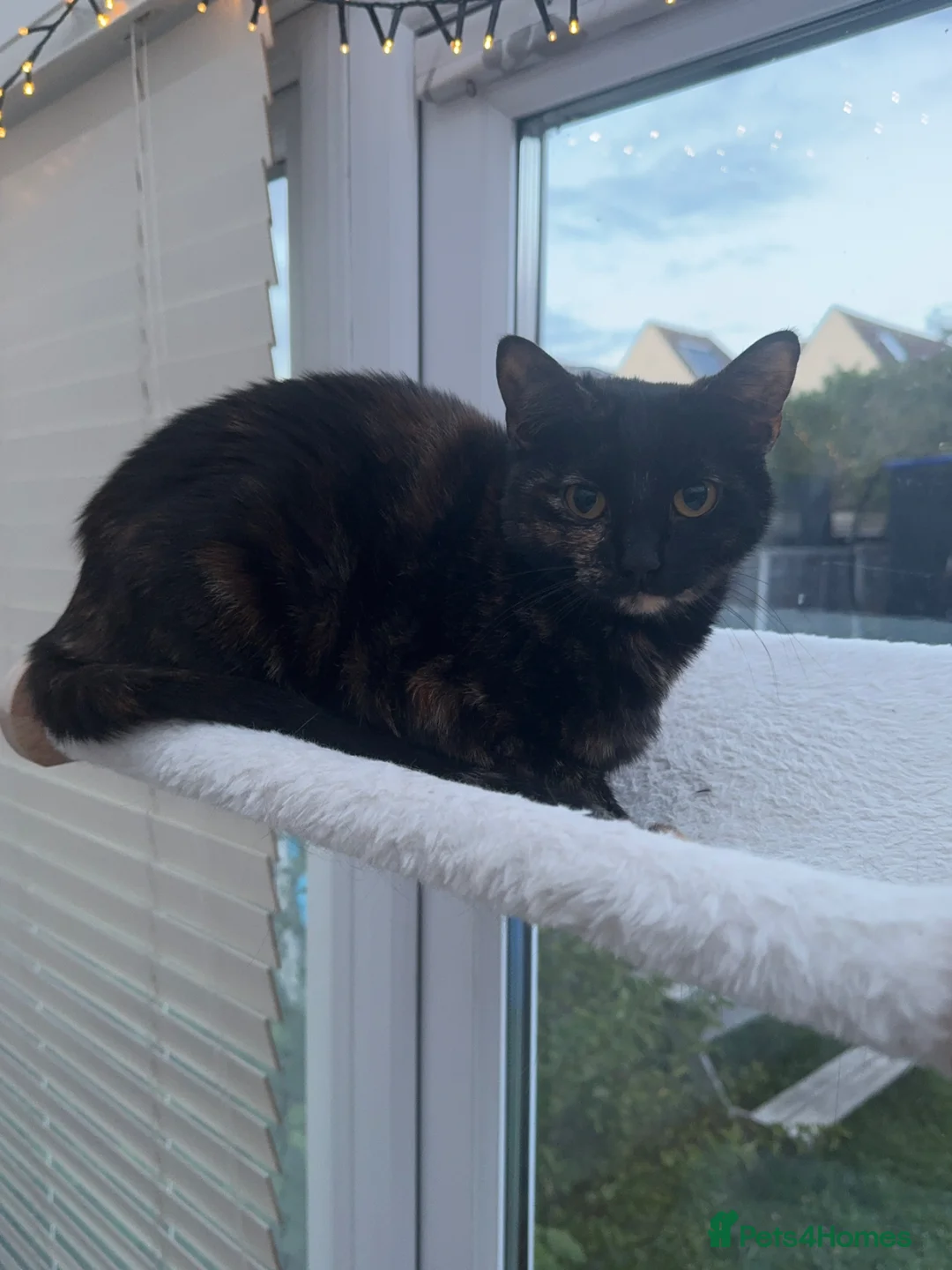 Mixed Breed cats for sale: Free Beautiful little cat in Colchester - Advert 7