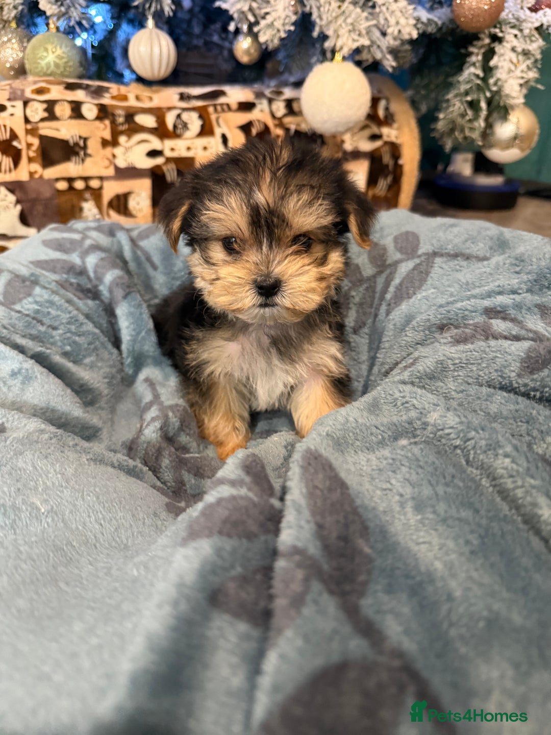 Yorkshire Terrier dogs for sale: Mini Yorkshire Terrier  - Advert 17