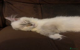 Ragdoll cats for sale: Beautiful GCCF Female Ragdoll - Image 3