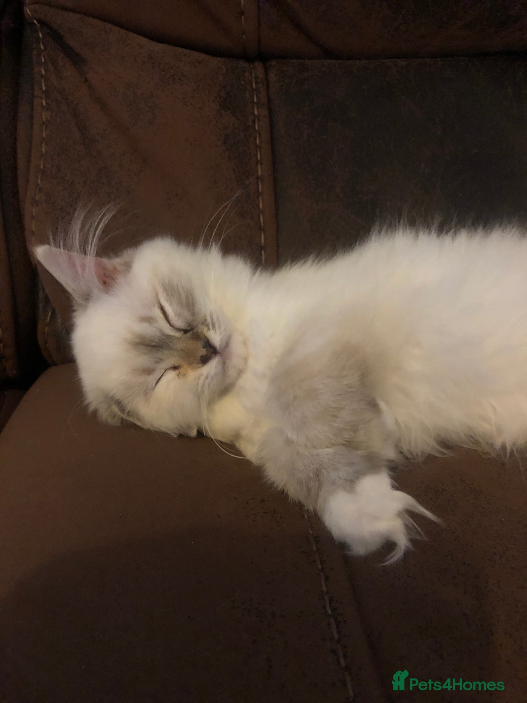Ragdoll cats for sale: Beautiful GCCF Female Ragdoll - Image 3