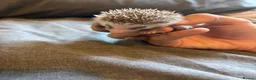 Pygmy Hedgehog rodents for sale: Baby Pygmy Hedgehogs for Sale - Advert 10