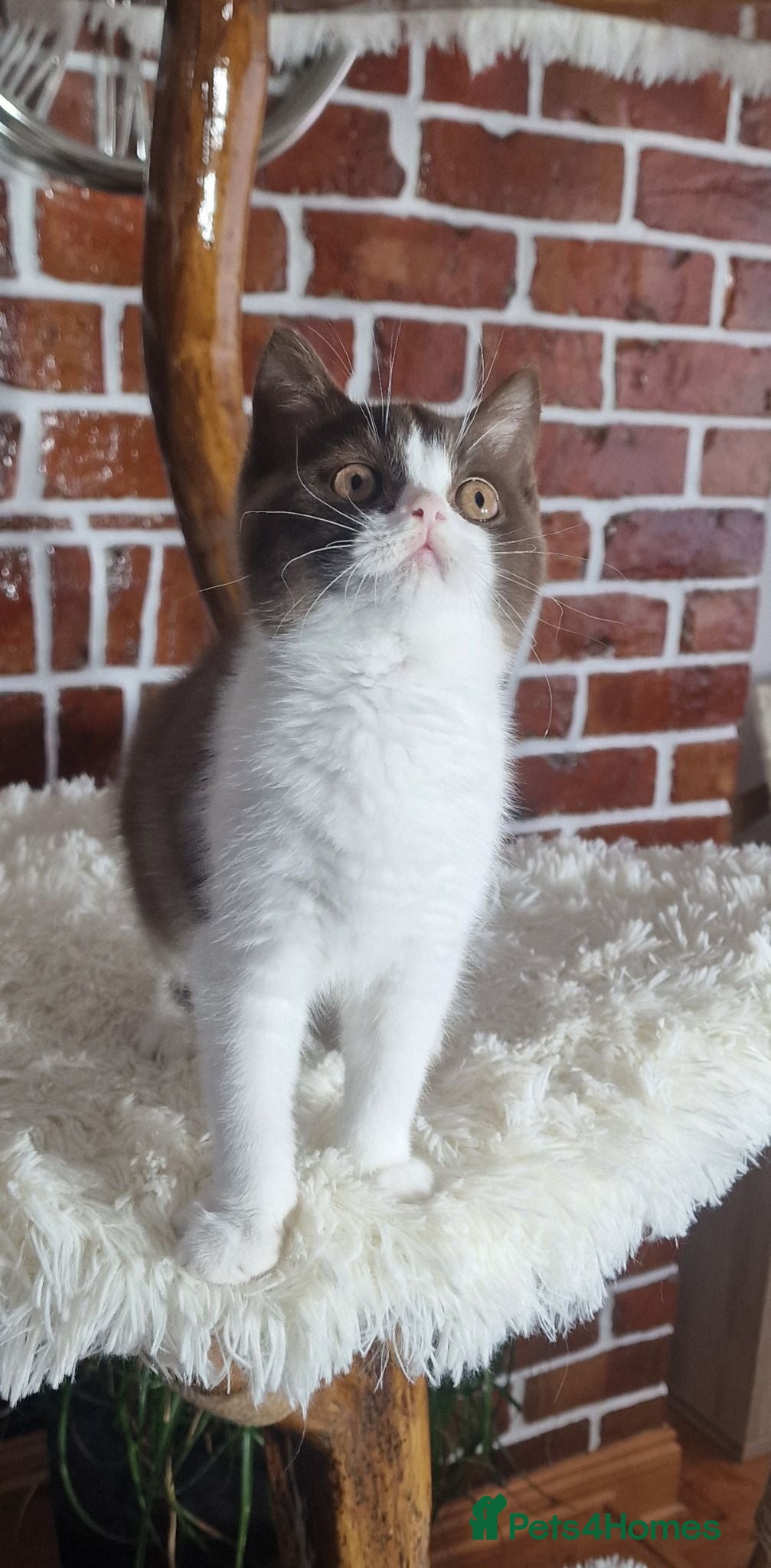 British Shorthair cats Tica British Shorthair & Longhair Champion Lines - Advert 1