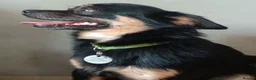 Chihuahua dogs for sale: Looking for a loving home ASAP - Advert 1