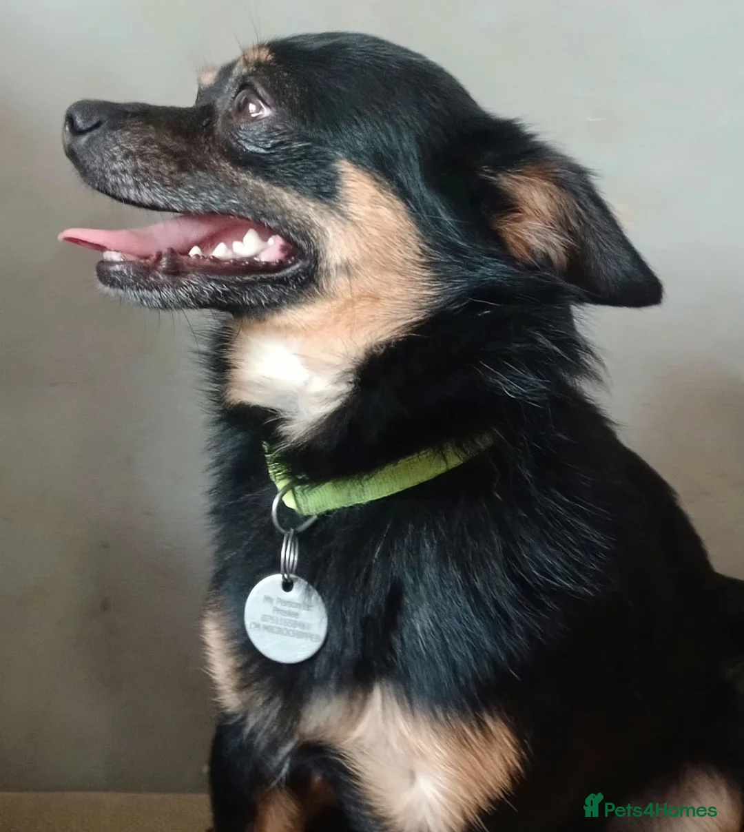 Chihuahua dogs for sale: Looking for a loving home ASAP - Advert 1