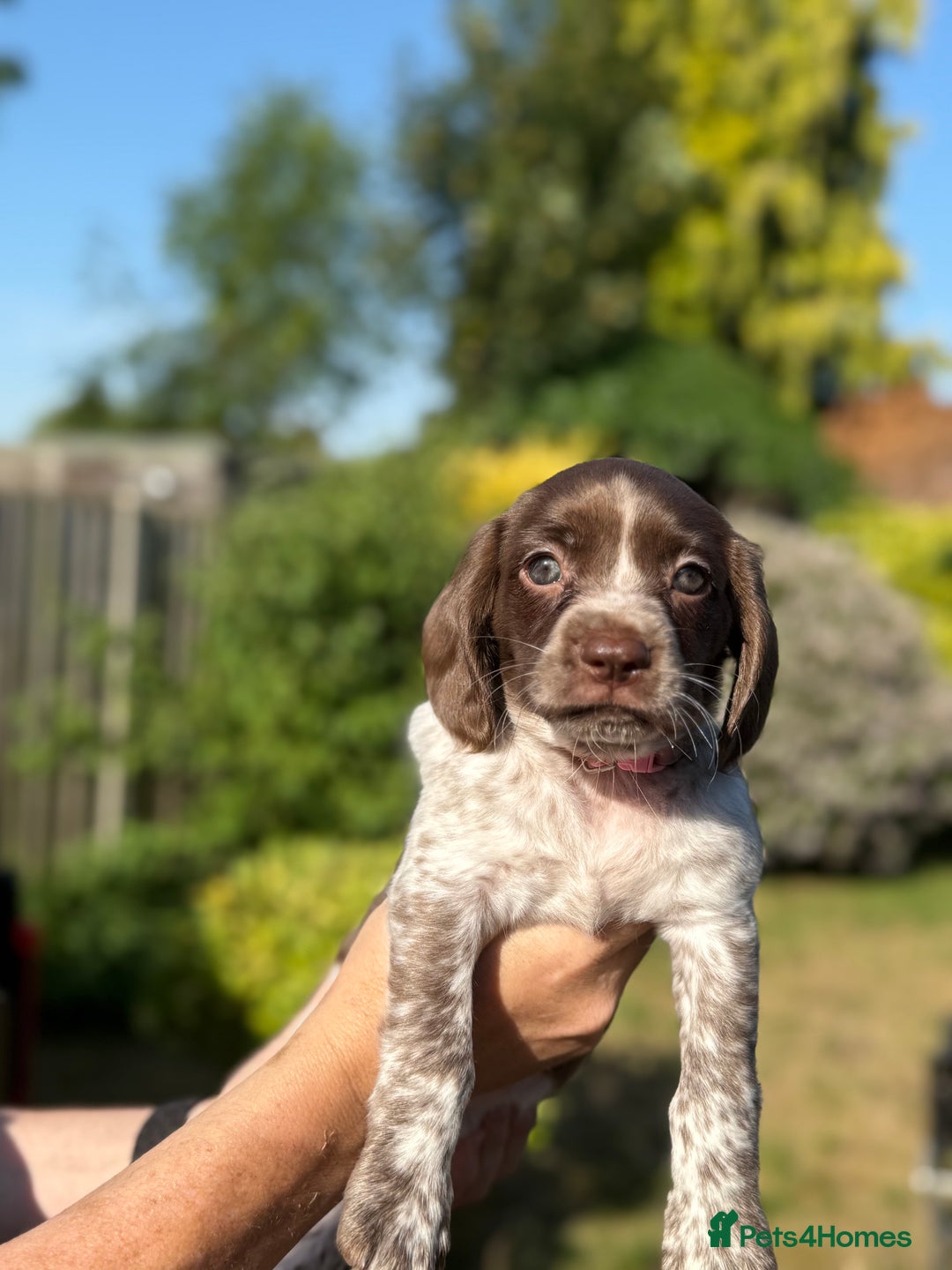 Cocker Spaniel dogs for sale: READY NOW-2 beautiful cocker spaniel boys left- - Image 3