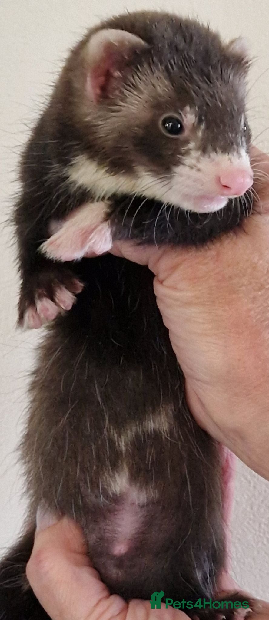 Ferret rodents Ferret kits - Advert 1