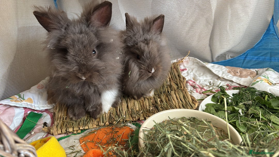Mini Lion Lop rabbits for sale: 2 Double main lop bunnies  - Image 3