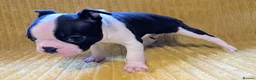 Boston Terrier dogs for sale: Adorable KC reg Boston Puppies  - Advert 9