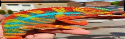 Chameleon reptiles for sale: Ambilobe panther chameleon  - Advert 5