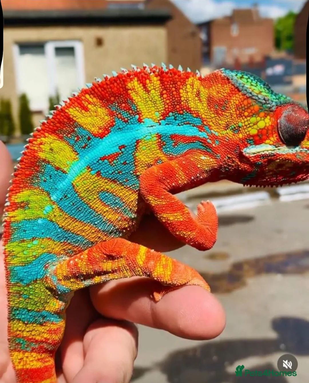 Chameleon reptiles for sale: Ambilobe panther chameleon  - Advert 5