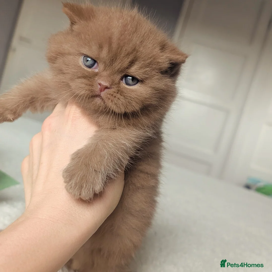 British Shorthair cats for sale: cinnamon British Shorthair Gccf reg male 🐾 in Barnsley - Advert 2
