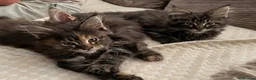 Maine Coon cats for sale: Pure breed Maine coon kittens for sale - Advert 4