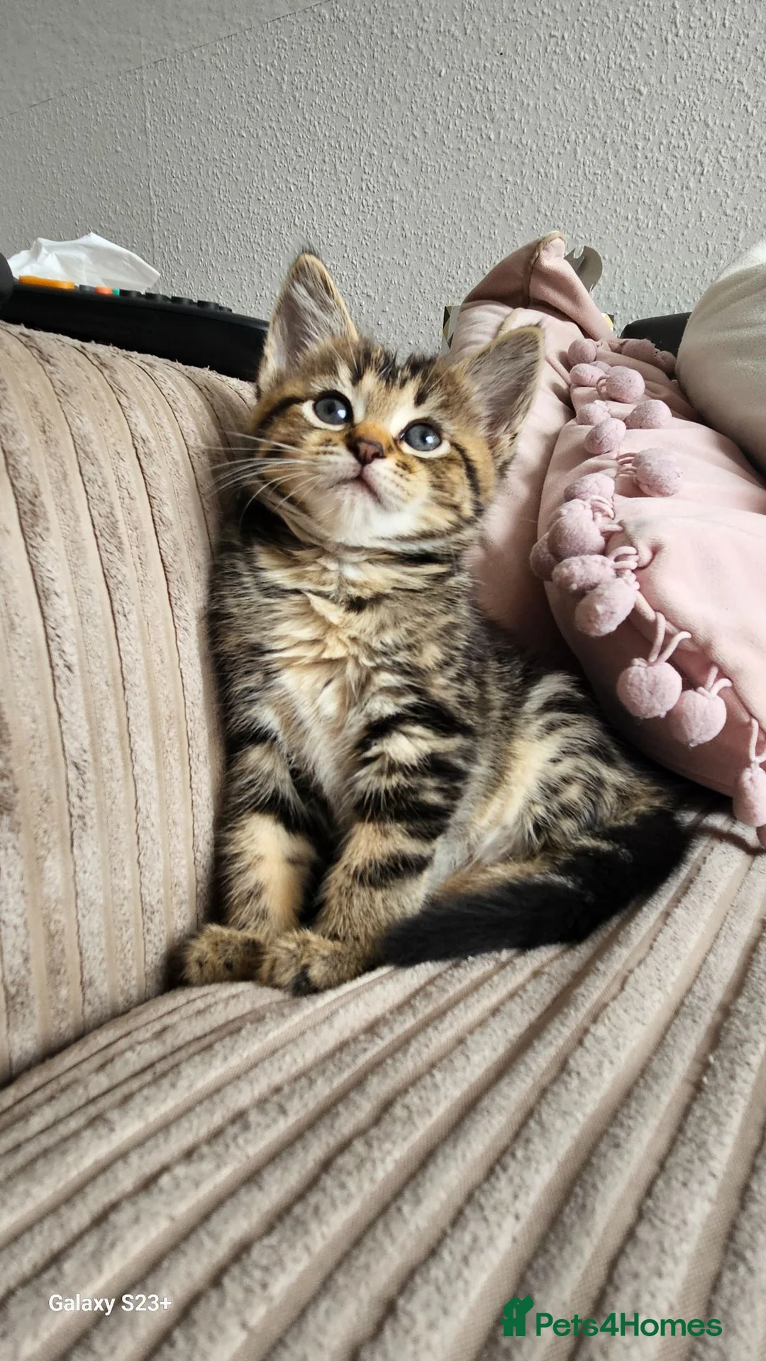 Mixed Breed cats for sale: Beautiful female cat looking for a home. - Advert 2