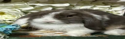 Mini Lop rabbits for sale: Beautiful Baby Mini Lops Ready Now  - Advert 8