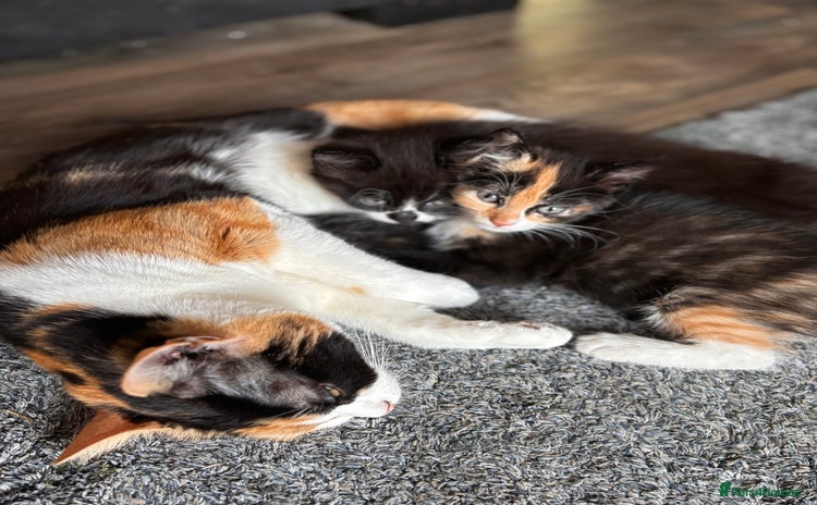Maine Coon cats - Advert 15
