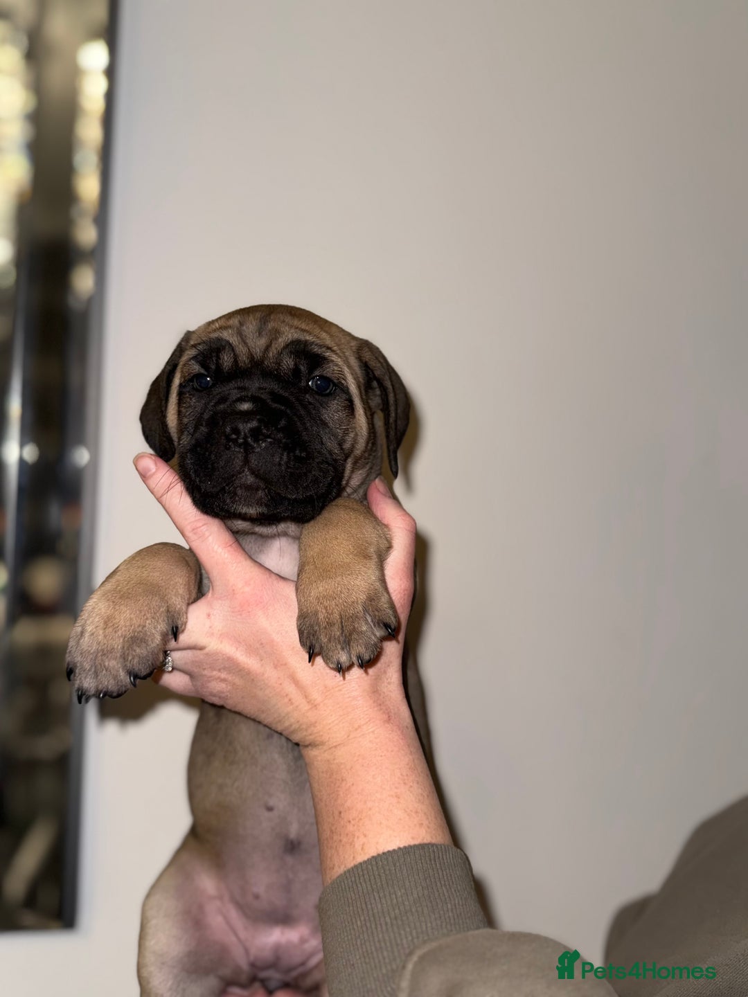 Cane Corso dogs for sale: Cane Corso puppies family reared no expense spared - Advert 24