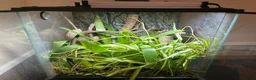 Gecko reptiles for sale: Crested Gecko and BIOACTIVE Exoterra Terrarium - Advert 6