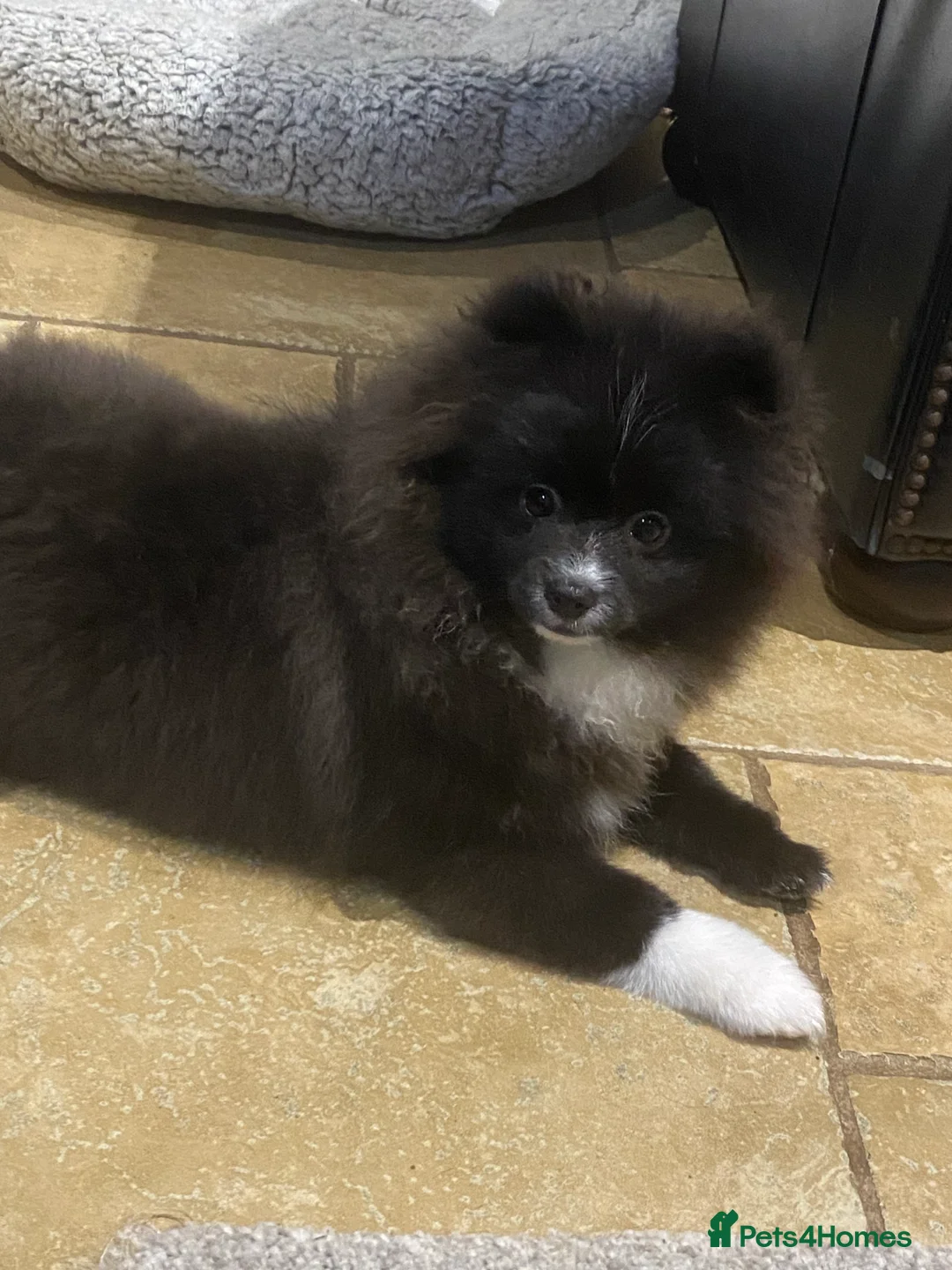 Pomeranian dogs for sale: Adorable fluffy pom puppies - Advert 15
