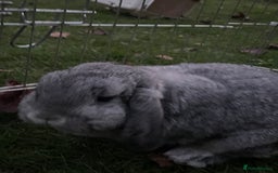 Mini Lop rabbits for sale: Adorable Coco - female Mini Lop - Advert 9