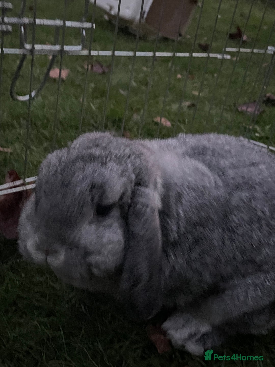 Mini Lop rabbits for sale: Adorable Coco - female Mini Lop - Advert 9