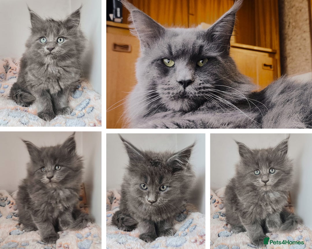 Maine Coon cats for sale: Blue Maine coon kittens + DNA health tested  - Advert 1