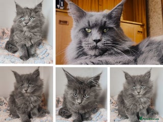 Maine Coon cats Blue Maine coon kittens + DNA health tested - Advert 10