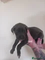 Cane Corso Red