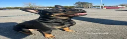 Mixed Breed dogs for sale: Reggie in Blackpool - Advert 2