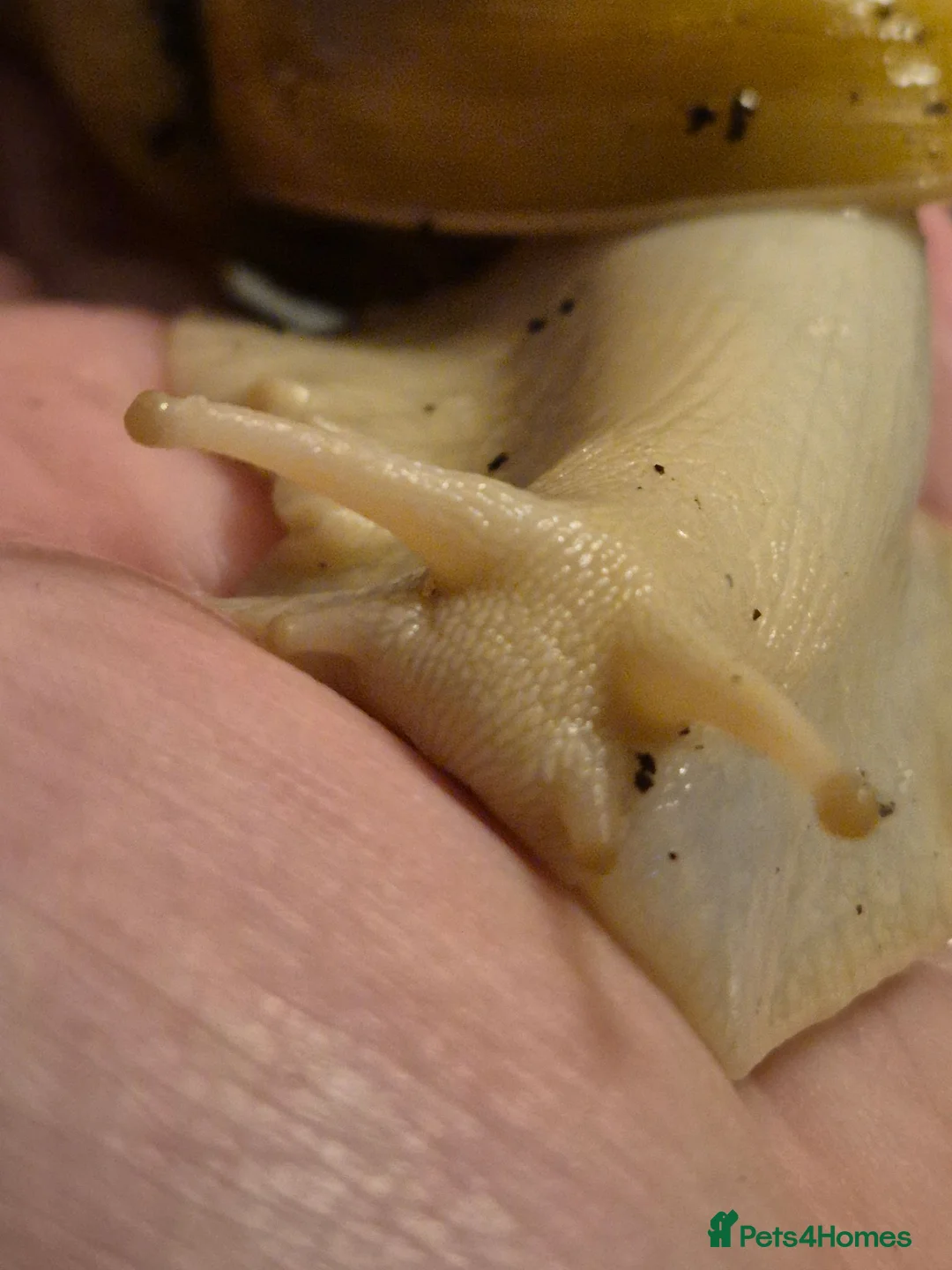 Snails invertebrates for sale: Baby Giant African land snail with temp. set up  - Advert 13