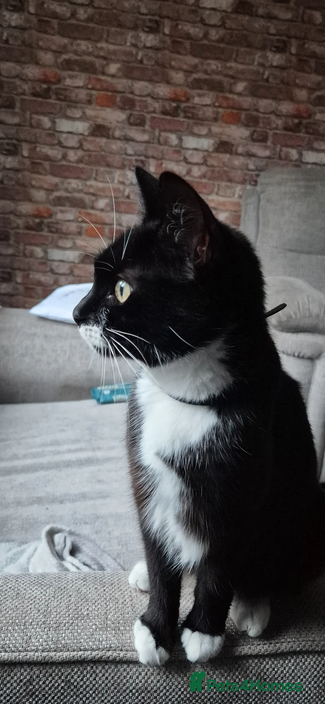 American Shorthair cats for sale: Female kittens left - Advert 1