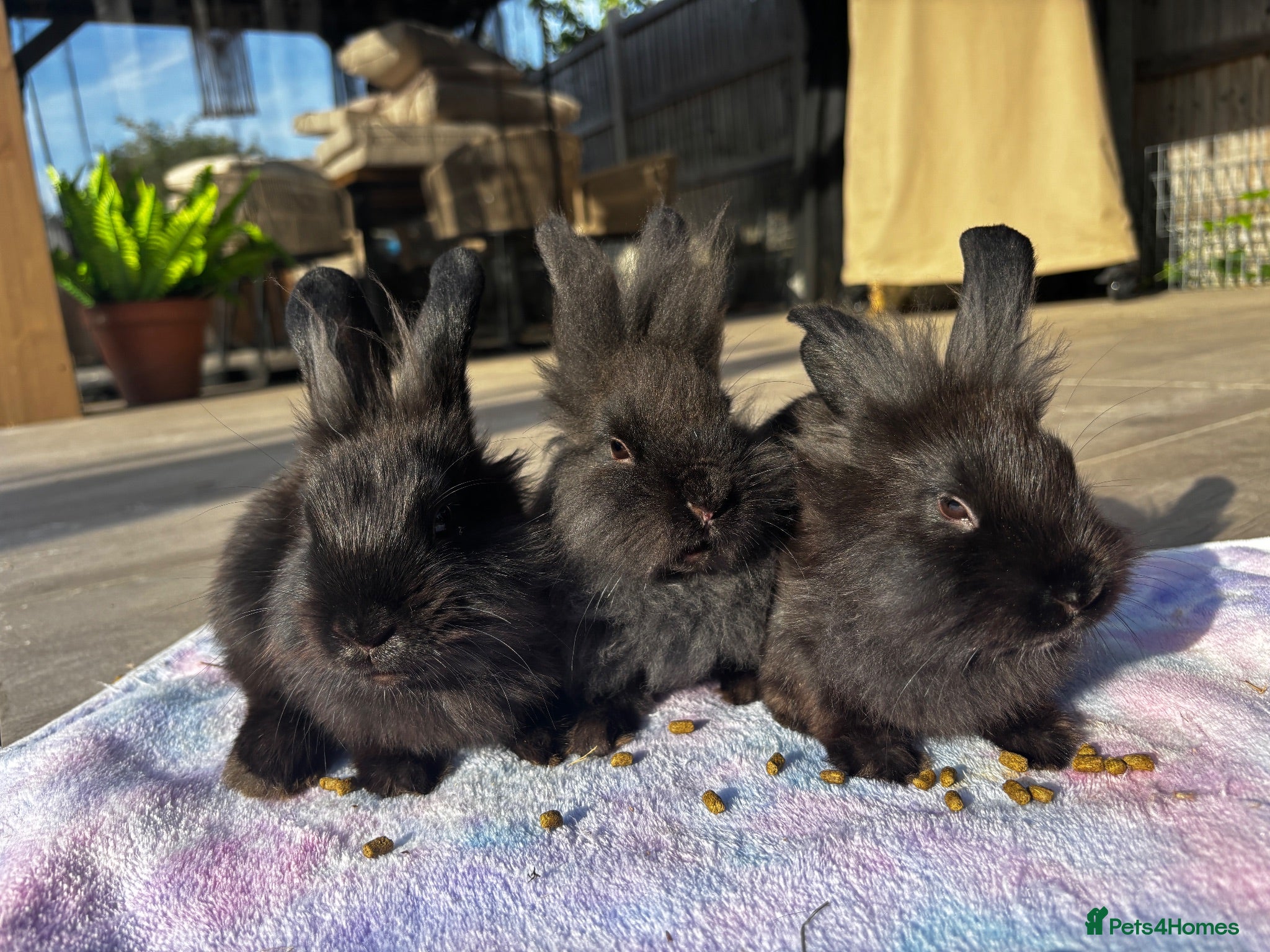 Mixed Breed rabbits Beautiful Baby Bunnies Ready for Forever Homes - Advert 1