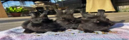 Mixed Breed rabbits for sale: Beautiful Baby Bunnies Ready for Forever Homes - Advert 1