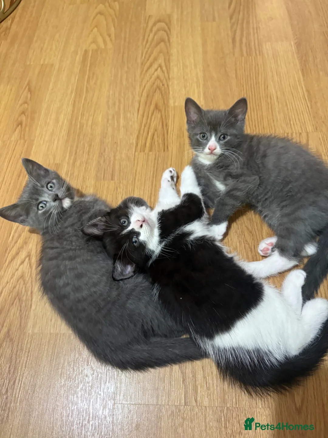 British Shorthair cats for sale: 3 Beautiful British Shorthair Babies 🐱 - Advert 2