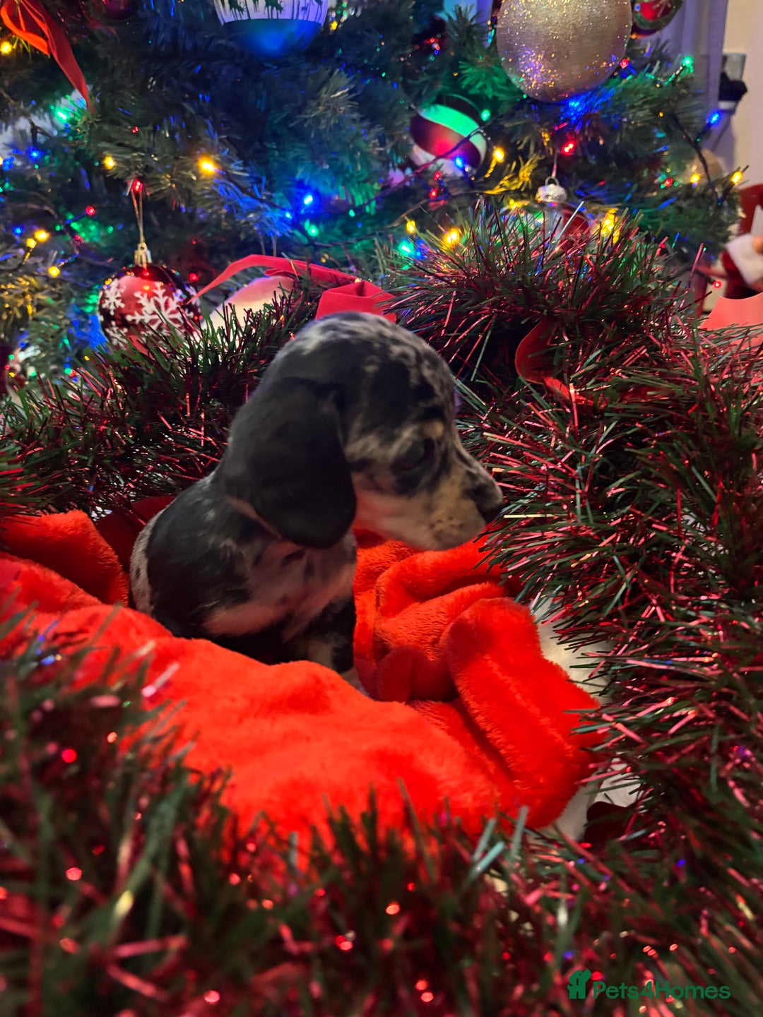 Miniature Dachshund dogs for sale: KC Registered Miniature dachshund  - Advert 12