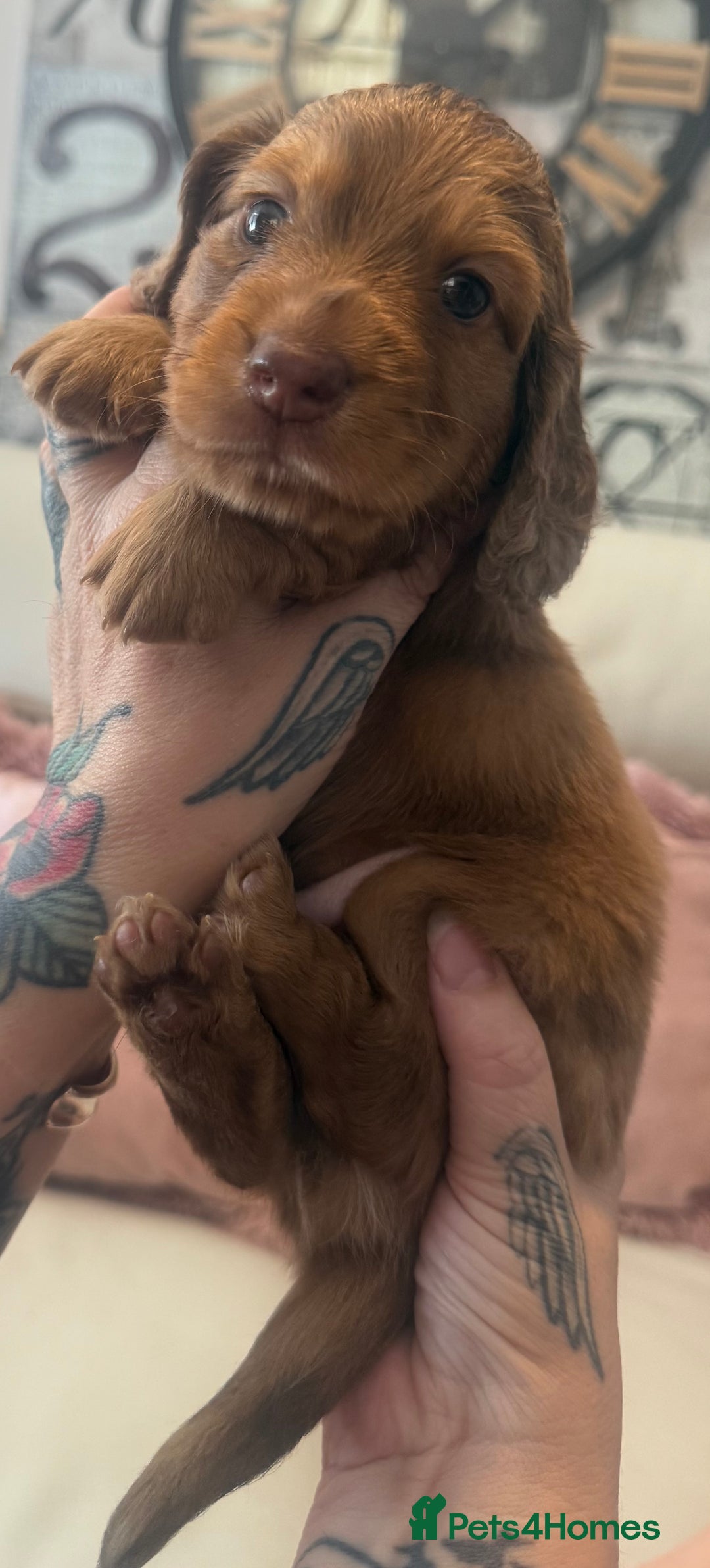 Miniature Dachshund dogs for sale: KC REG Long Hair Miniature Dachshund x 3 Red Boys - Image 7