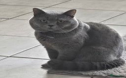 British Shorthair cats for sale: THREE MALE BRITISH SHORTHAIR KITTENS FOR SALE - Image 16