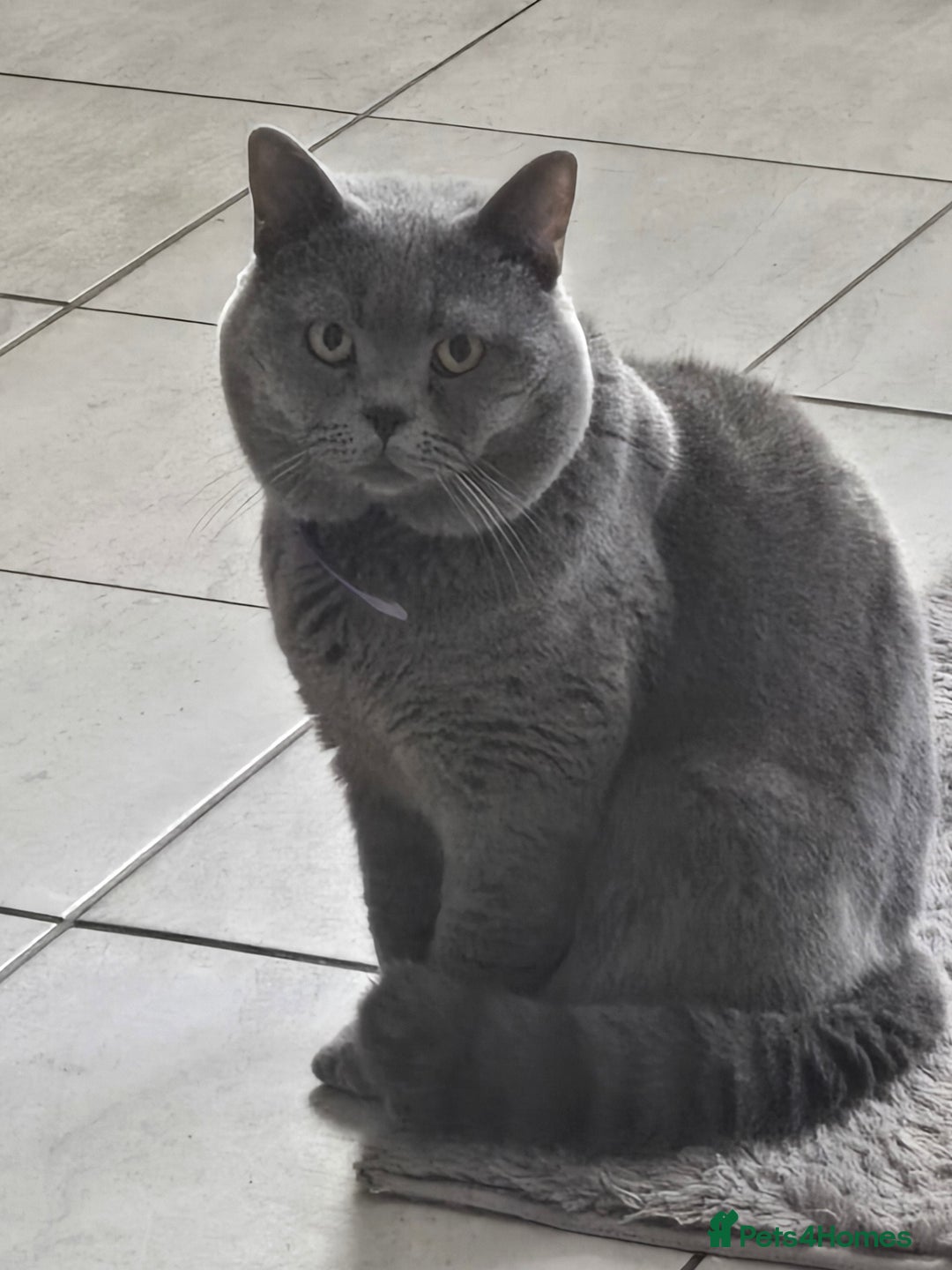 British Shorthair cats for sale: THREE MALE BRITISH SHORTHAIR KITTENS FOR SALE - Image 16