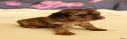 Mixed Breed dogs for sale: Cavapoo x Cocker pups Merle, chocolate, tri, tan - Advert 24