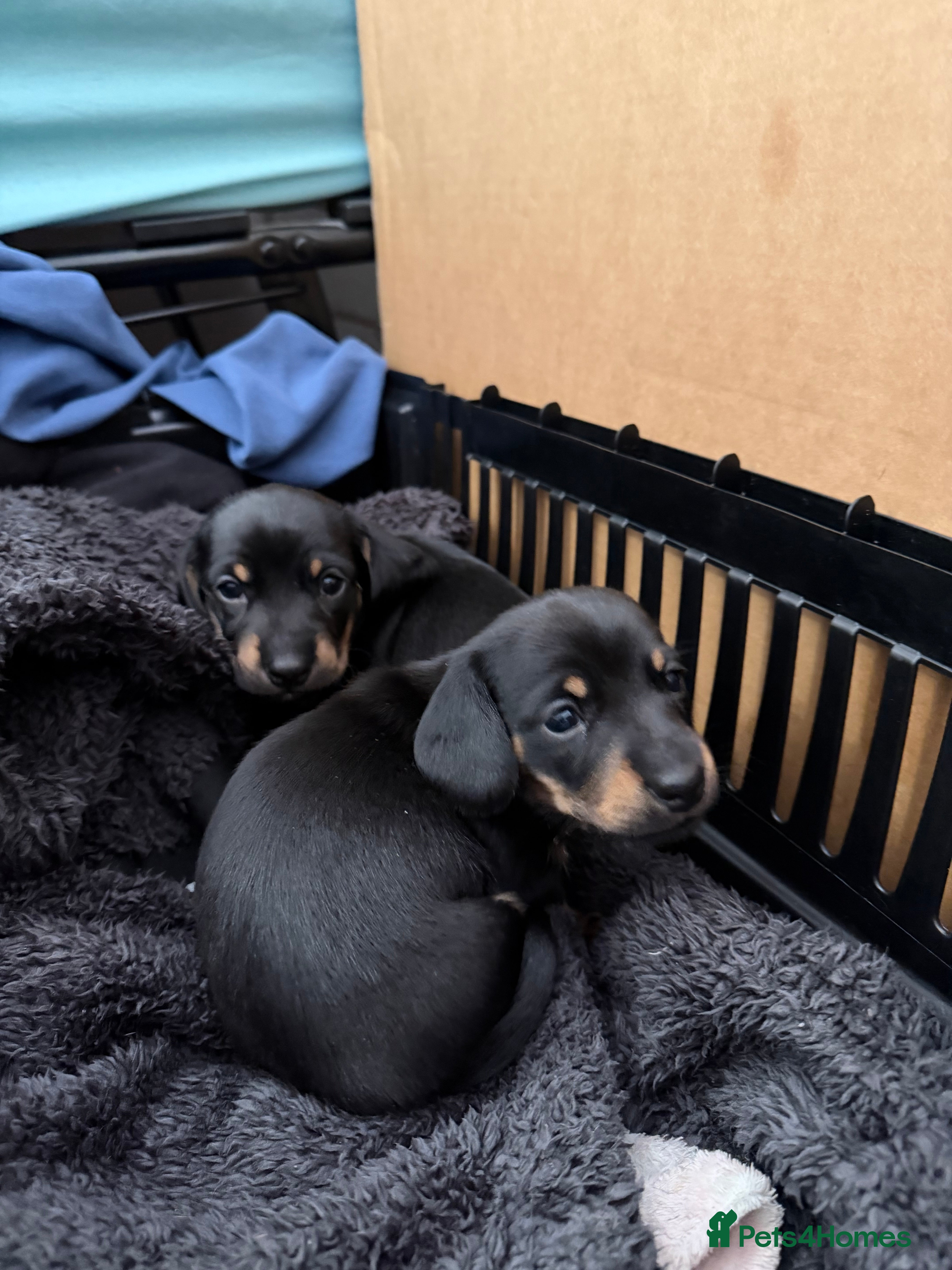 Dachshund dogs Dachshund Puppies – Exceptional Homes Only - Advert 14