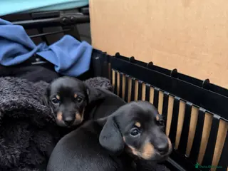 Dachshund dogs Dachshund Puppies – Exceptional Homes Only - Advert 14