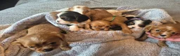 King Charles Spaniel dogs for sale: 6 beautiful king charles cavalier puppies - Advert 11