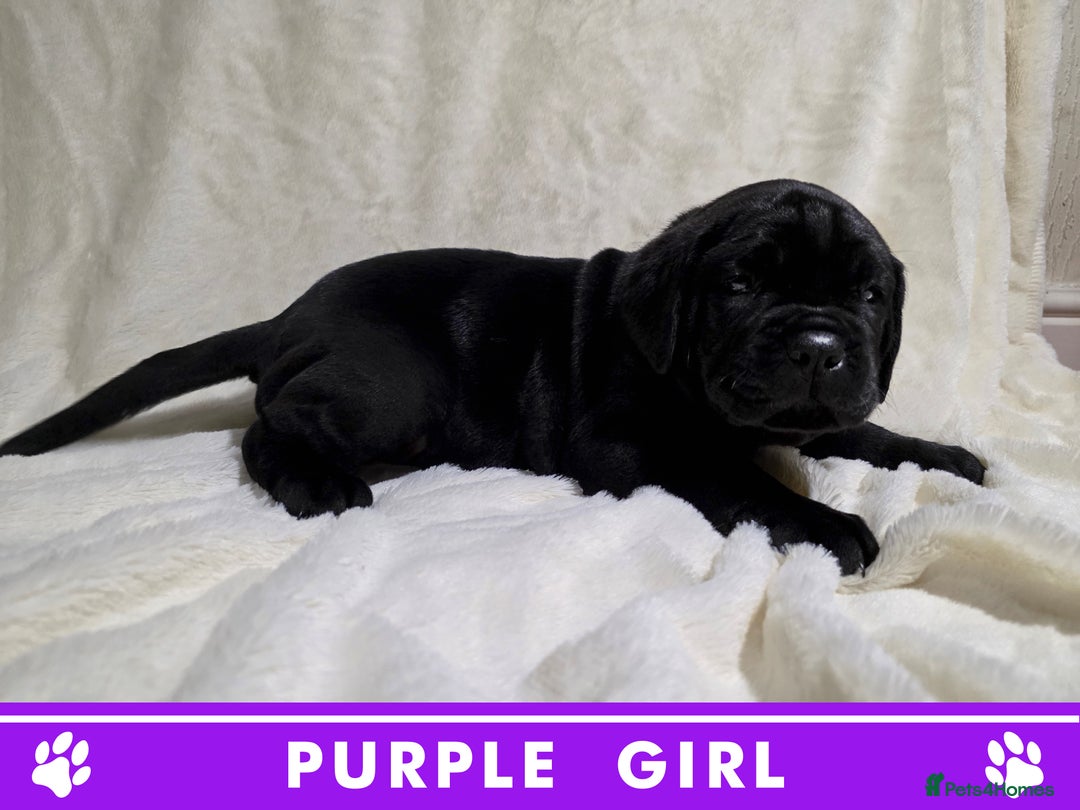 Cane Corso dogs for sale: ⭐️Cane Corso Pups⭐️Pure Championship Genes🏆 - Advert 18