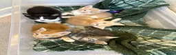 Mixed Breed cats for sale: Gorgeous Kittens Ready For Reserving  - Advert 3