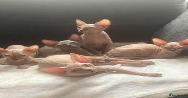 Sphynx cats in Swindon - Advert 16