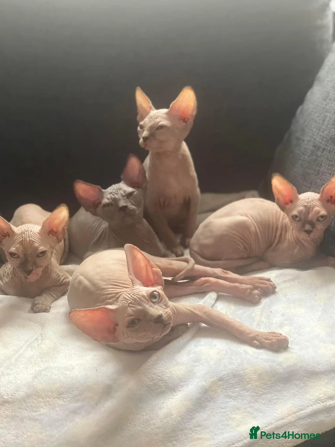 Sphynx cats for stud: Tica Sphynx Stud - Blue Mink Negative HCM/CMS in Swindon - Advert 2