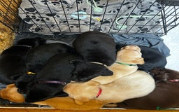 Labrador Retriever dogs for sale: Kc Registered Labradors ready to leave now - Image 3