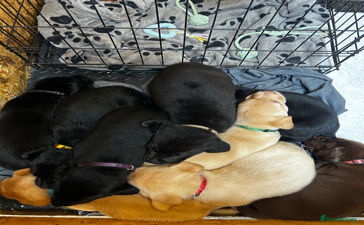 Labrador Retriever dogs - Advert 13